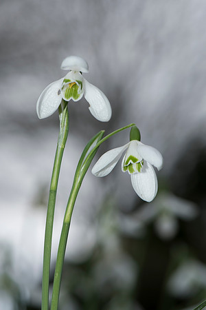 Galanthus nivalis, Snowdrops.