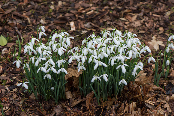 Galanthus nivalis, Snowdrops.