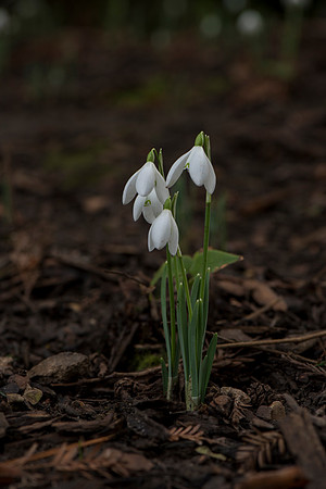 Galanthus nivalis, Snowdrops.