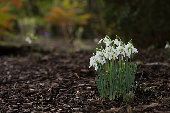 Galanthus nivalis, Snowdrops.