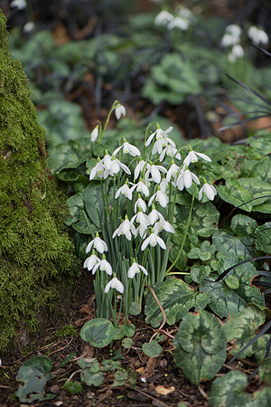 Galanthus nivalis, Snowdrops.
