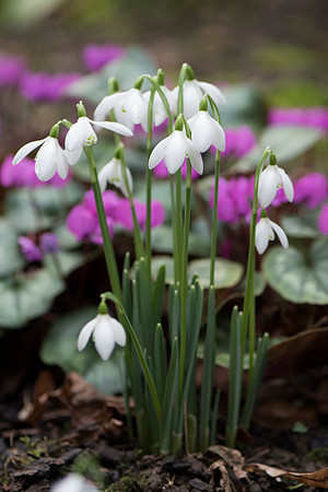 Galanthus nivalis, Snowdrops.