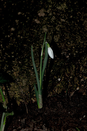 Galanthus nivalis, Snowdrops.