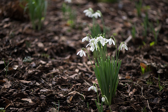 Galanthus nivalis, Snowdrops.
