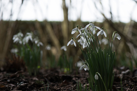 Galanthus nivalis, Snowdrops.