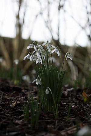 Galanthus nivalis, Snowdrops.