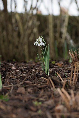 Galanthus nivalis, Snowdrops.