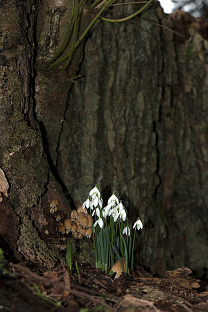 Galanthus nivalis, Snowdrops.