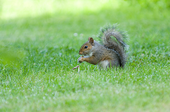 Sciurus carolinensis, Eastern Grey Squirrel