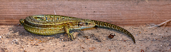 A rather beautiful visitor in my barn, a Common Lizard (Zootoca vivipara)