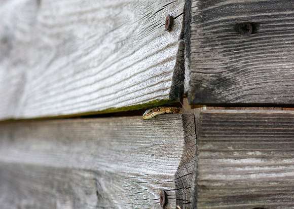 A rather beautiful visitor in my barn, a Common Lizard (Zootoca vivipara)