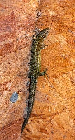 A rather beautiful visitor in my barn, a Common Lizard (Zootoca vivipara)