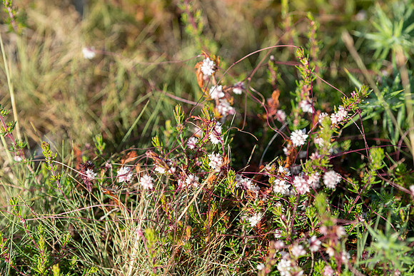 Cuscuta epithymum, Dodder, a parasite
