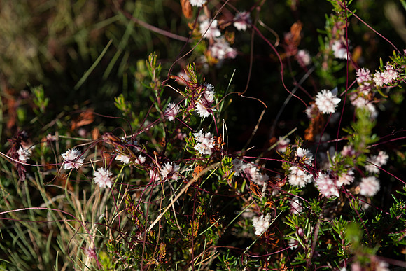 Cuscuta epithymum, Dodder, a parasite