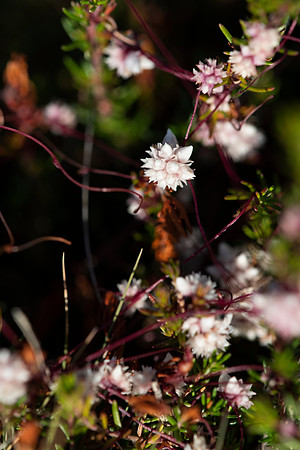 Cuscuta epithymum, Dodder, a parasite