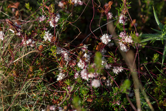 Cuscuta epithymum, Dodder, a parasite