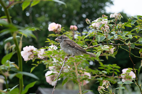Passer domesticus, House Sparrow (f)