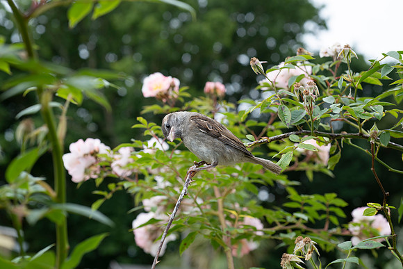 Passer domesticus, House Sparrow (f)