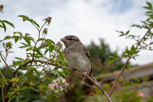Passer domesticus, House Sparrow (f)
