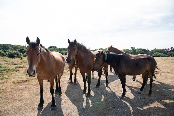 A Gathering of New Forest Ponies