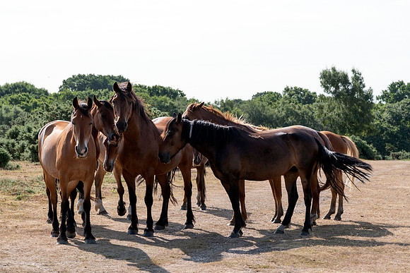 A Gathering of New Forest Ponies