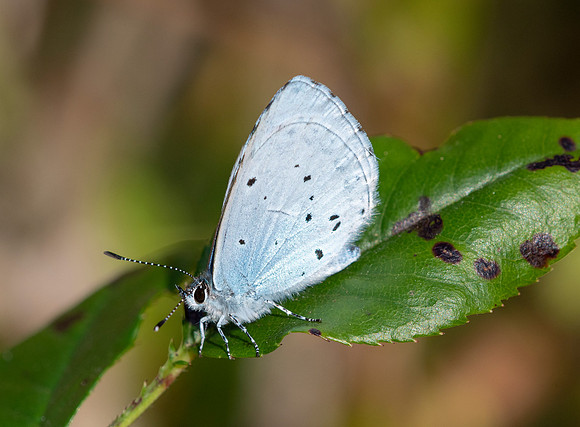 Holly Blue Butterfly