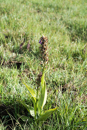Dactylorhiza praetermissa, Common or Southern Marsh Orchids