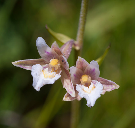 Epipactis palustris, Marsh Helleborine