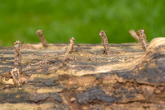 Empty pupal cases of Crane Fly (Tipula or Ctenophora)