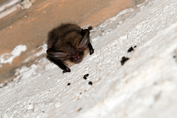Plecotus auritus, Brown Long-eared Bat