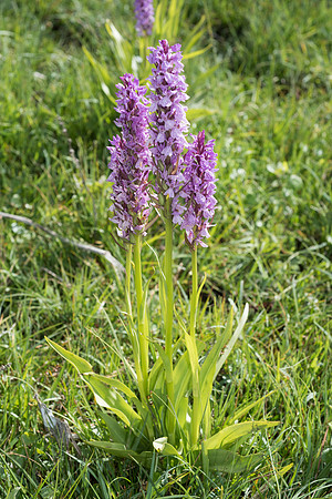 Dactylorhiza praetermissa, Common or Southern Marsh Orchids