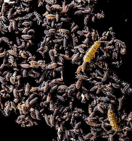Collembola, Springtails, probably Podura aquatica