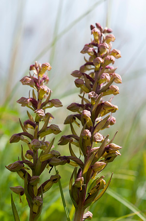 Coeloglossum viride, Frog Orchid