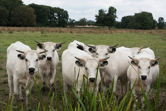 White Park Cattle