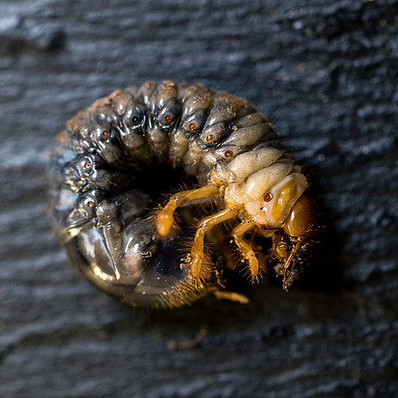Larval stage of Lucanus cervus, Stag beetle