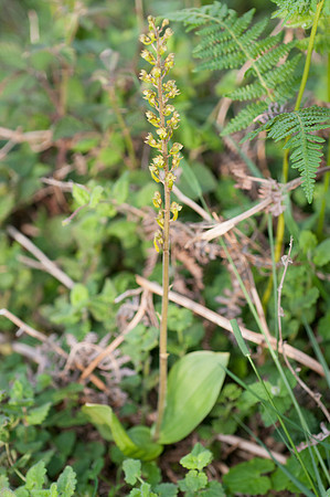 Neottia cordata, Lesser Twayblade