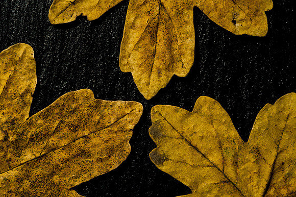 Acer campestre, Field Maple