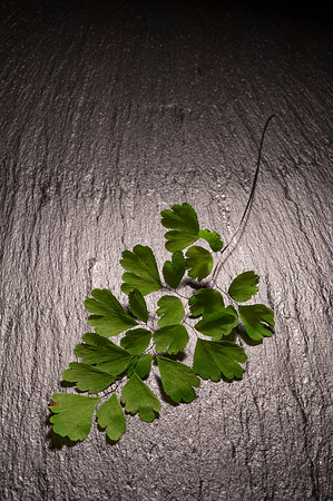 Adiantum sp. Maidenhair Fern