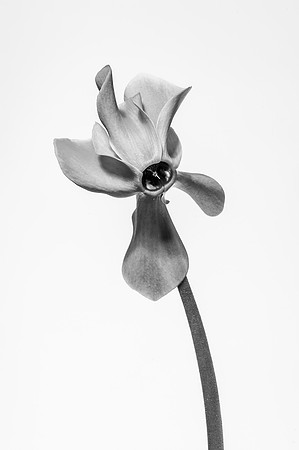 Cyclamen