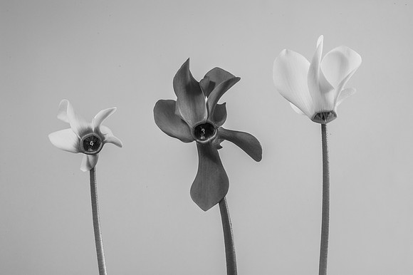 Cyclamen