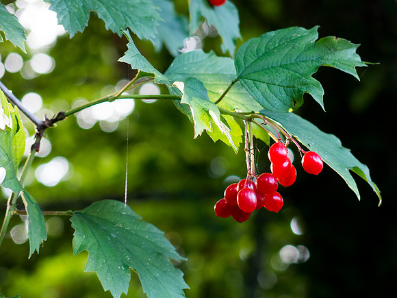 Viburnum opulus, Guelder Rose