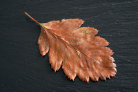 Sorbus aria, Whitebeam