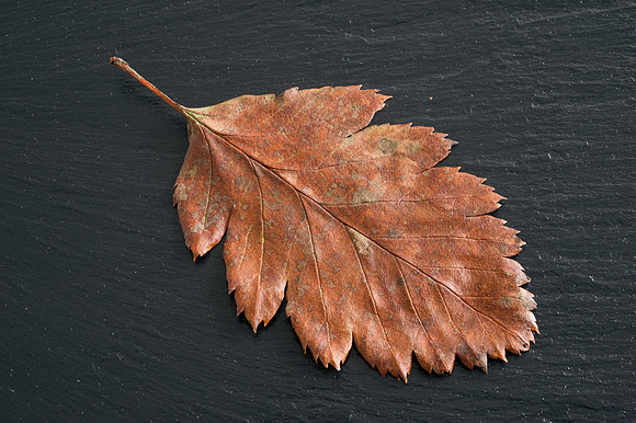 Sorbus aria, Whitebeam