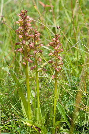 Coeloglossum viride, Frog Orchid