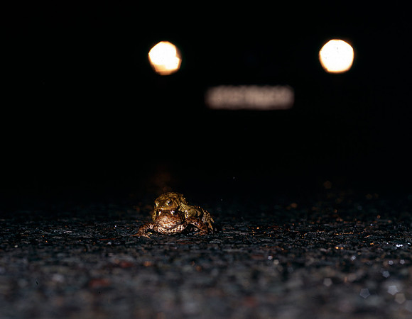 Bufo bufo, Common Toads in amplexus trying to cross a New Forest road (they did make it ok).