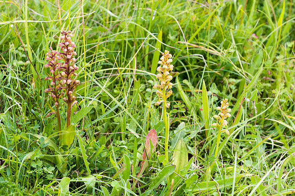 Coeloglossum viride, Frog Orchid