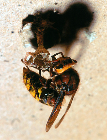 Vespa crabro, Queen Hornet nest building