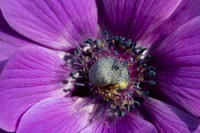 Anemone coronaria