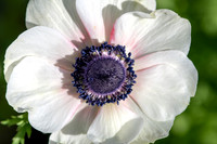 Anemone coronaria