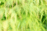 Japanese Maple in the breeze